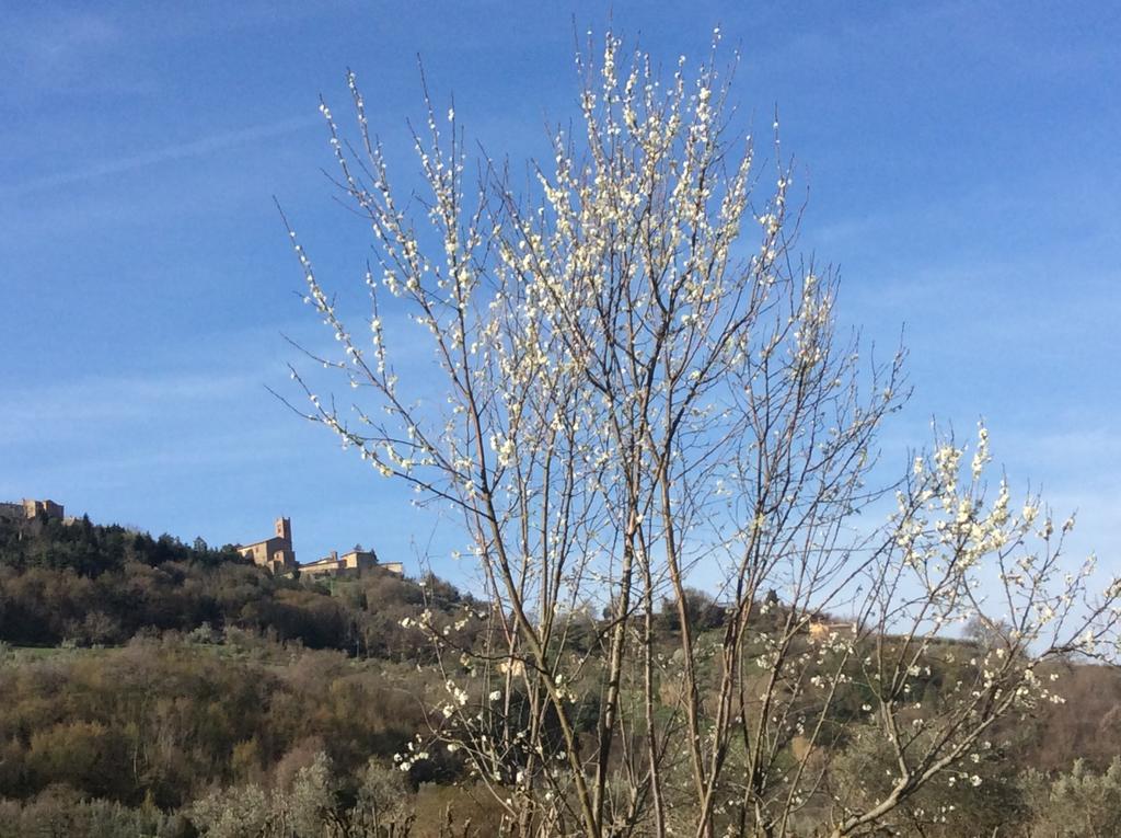 Agriturismo Le Canterie Radicondoli Екстер'єр фото